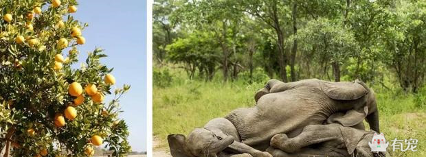 动物吸毒 (动物吸毒会上瘾么)