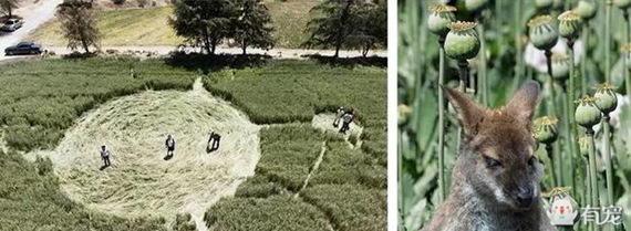 动物吸毒 (动物吸毒会上瘾么)