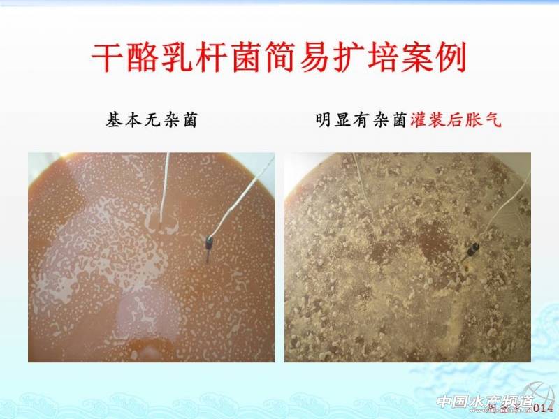乳酸菌扩培流程,乳酸菌的扩培方法视频