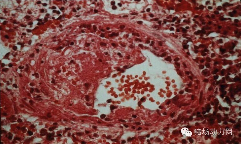 技术传染性胸膜性肺炎的猪病图谱（25张图片，值得收藏）