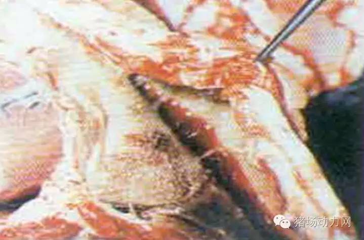 技术传染性胸膜性肺炎的猪病图谱（25张图片，值得收藏）