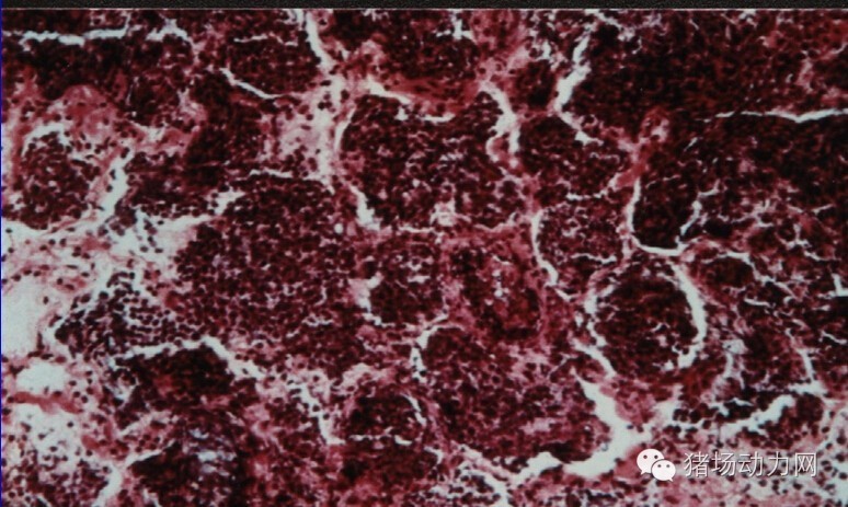 技术传染性胸膜性肺炎的猪病图谱（25张图片，值得收藏）
