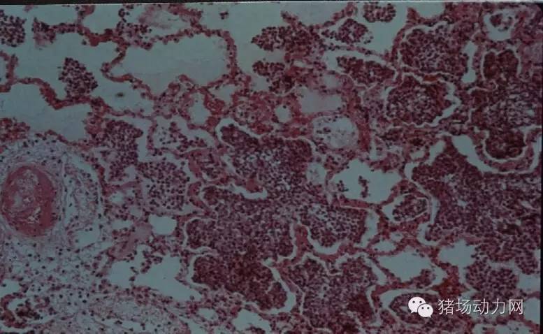 技术传染性胸膜性肺炎的猪病图谱（25张图片，值得收藏）