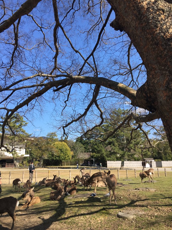 16年的大阪,京都樱花2016