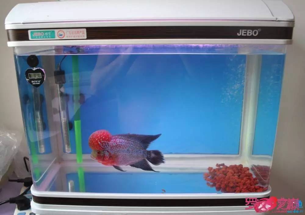 罗汉鱼烧尾用什么药好,罗汉鱼烧尾恢复过程