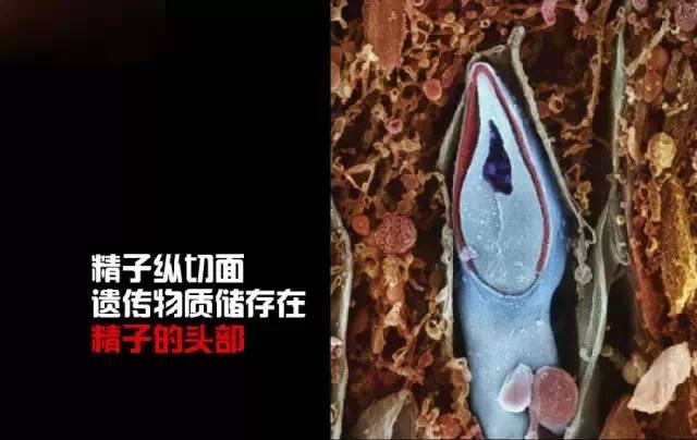 造人计划之前必须要做的几件事,造人是个很辛苦的事情