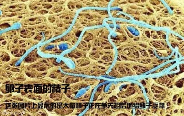 造人计划之前必须要做的几件事,造人是个很辛苦的事情