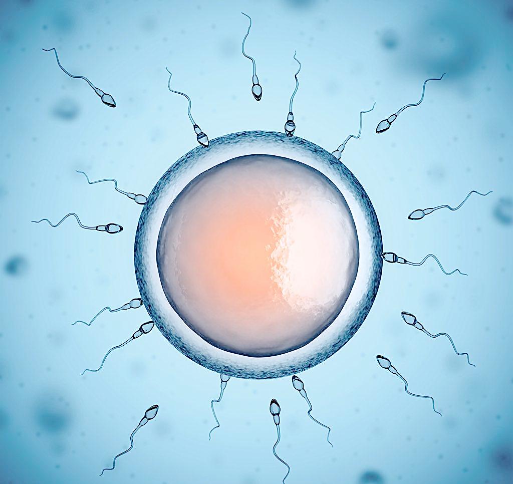 促卵泡刺激素高是卵泡发育不好吗,卵泡发育不良有啥症状