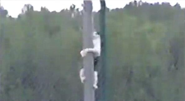 猫咪主动从高处跳下来不会受伤吗,猫咪从高处跳下来然后摔在了地上