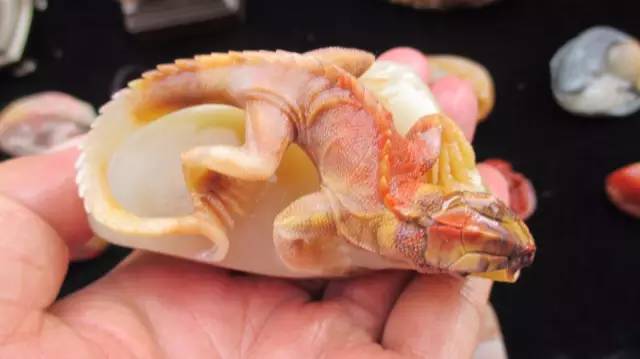 鍗氶泤鐭宠僵,鍗氶泤杞╁灞辩煶