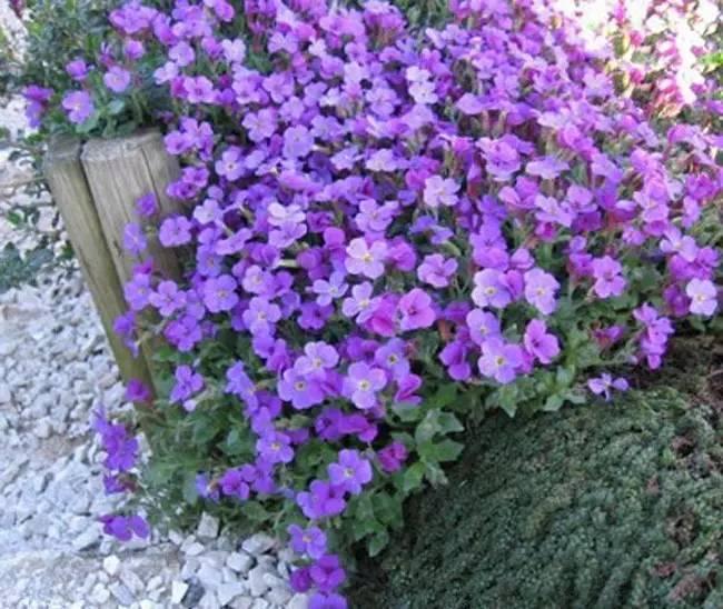 常见草本植物图片大全,十种罕见又美丽的植物图片