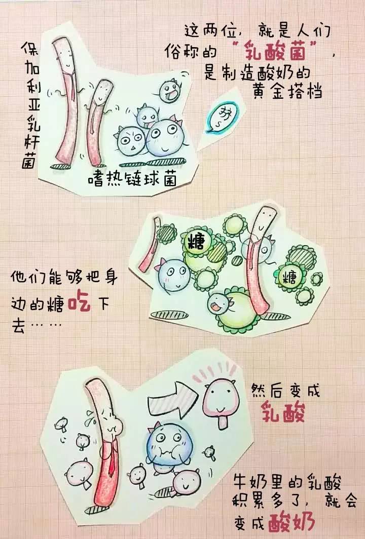 营养师教你自制益生菌,美国注册营养师都学什么