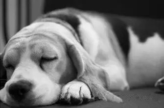 狗狗死亡率排行榜,狗狗最常见的十大疾病