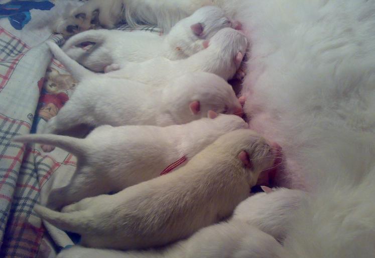 母狗生小狗里面有死胎怎么办,母狗生孩子为什么会吃掉幼崽