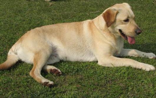 狗狗怀孕后会有什么表现,狗狗怀孕50多天食欲不振怎么回事