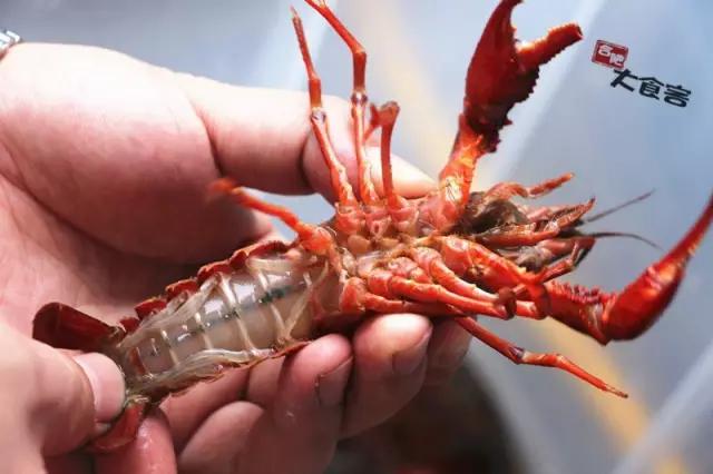 金湖龙虾正宗,金湖精品龙虾