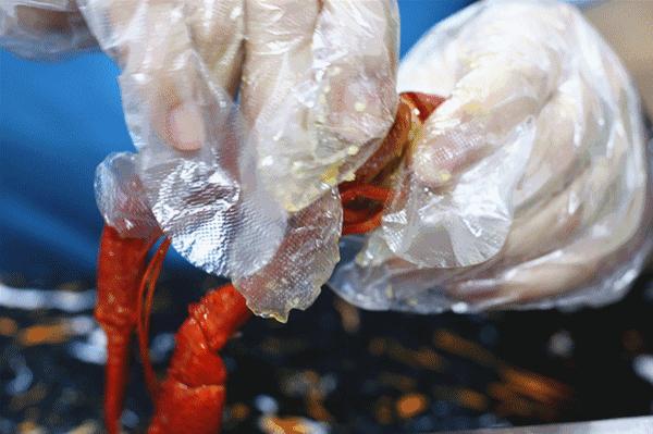 金湖龙虾正宗,金湖精品龙虾