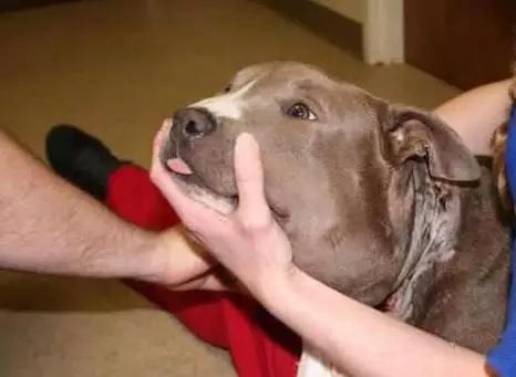 为啥流浪狗会突然发狂,流浪狗行为怪异