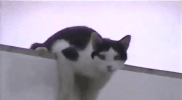 猫咪主动从高处跳下来不会受伤吗,猫咪从高处跳下来然后摔在了地上