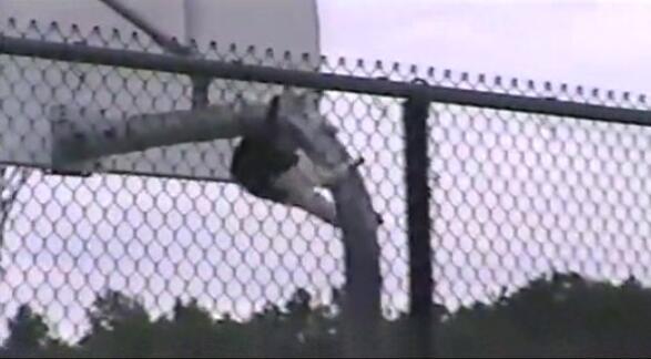 猫咪主动从高处跳下来不会受伤吗,猫咪从高处跳下来然后摔在了地上