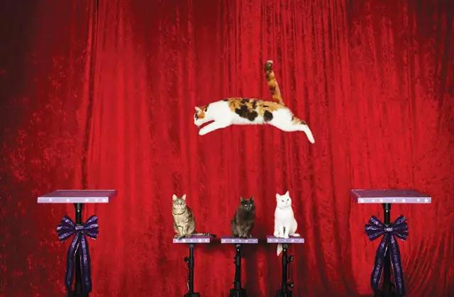 12个最奇葩又搞笑的吉尼斯纪录,最搞笑的吉尼斯世界纪录