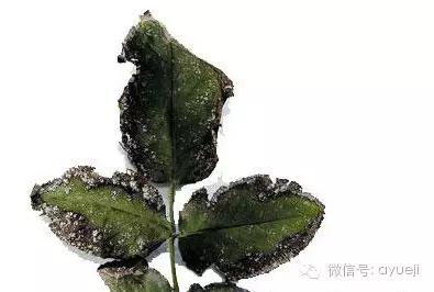 怎样防治月季虫害和病害,月季病害及防治药品清单