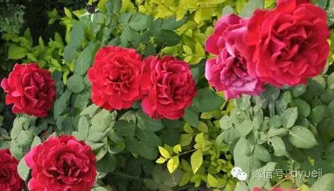 怎样防治月季虫害和病害,月季病害及防治药品清单