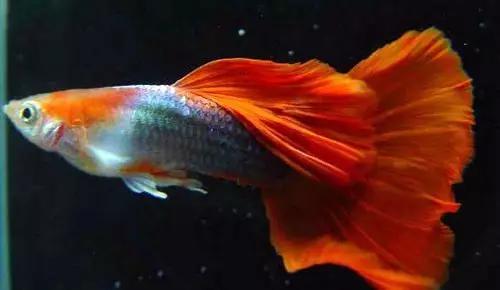 孔雀鱼怎样预防疾病,孔雀鱼常见疾病及解决方法