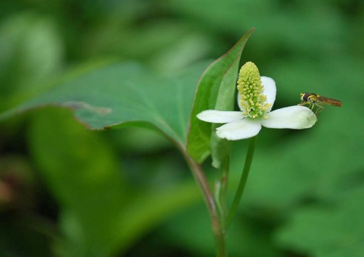 那些被我们随手扔掉的中药,你扔掉的可能是有用的中药材