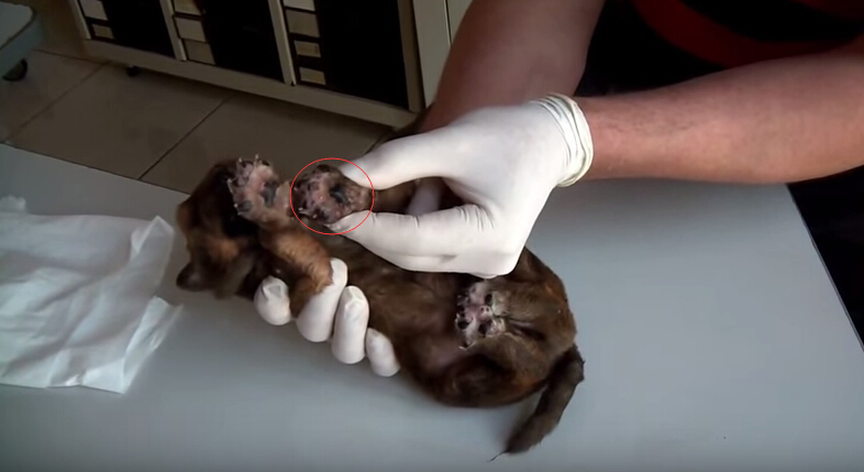 狗狗刚出生就被咬死,狗狗刚出生被轧死