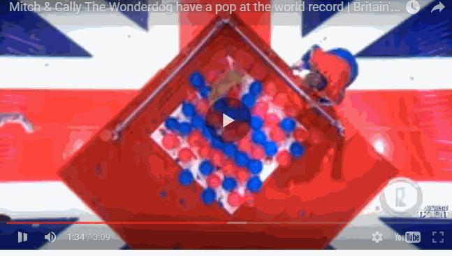 狗狗看见气球就想玩,狗狗咬爆100个气球