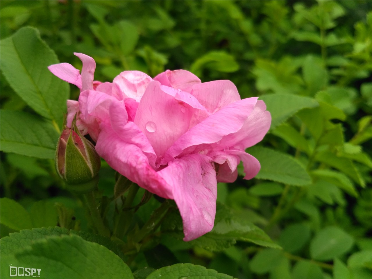 红米3smiui8,红米3s最流畅miui版本