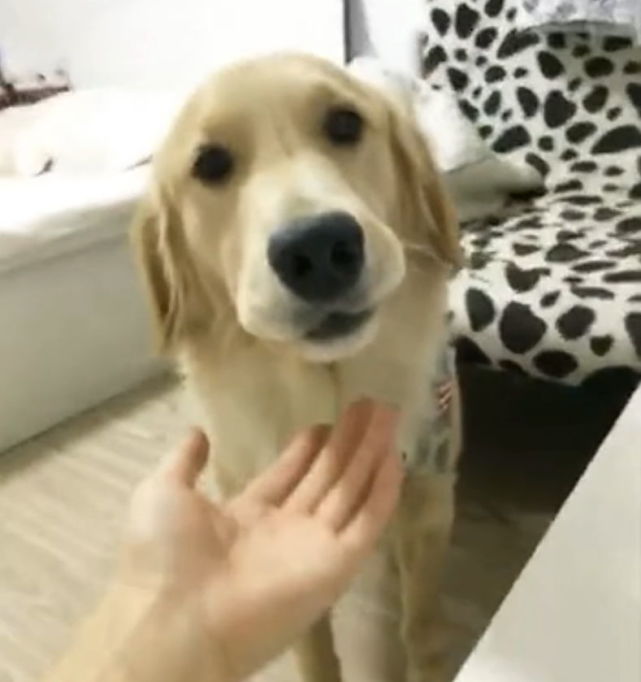 金毛把鸡爪藏在嘴里了,金毛把动物藏在嘴里