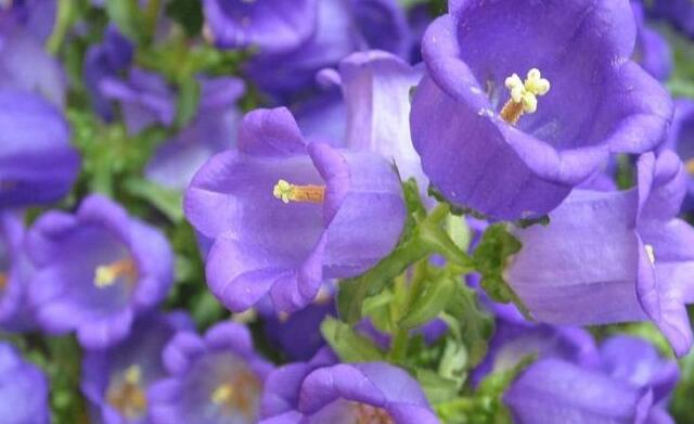 这13种开紫色花的花卉你认识几种,常见的紫色的花卉大全及图片