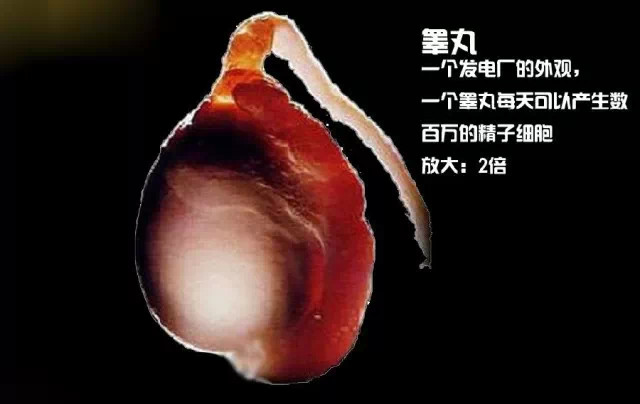 造人计划之前必须要做的几件事,造人是个很辛苦的事情