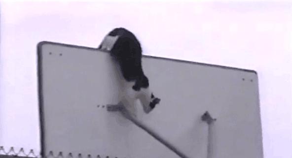 猫咪主动从高处跳下来不会受伤吗,猫咪从高处跳下来然后摔在了地上