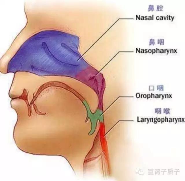 质子治疗鼻咽癌需要复位几次,质子治疗鼻咽癌效果怎么样