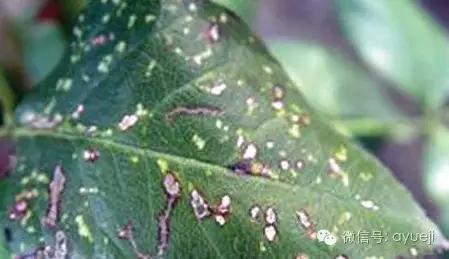 怎样防治月季虫害和病害,月季病害及防治药品清单