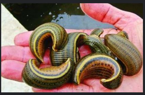 它，生为“吸血虫”，死为名医眼中的“宝”！