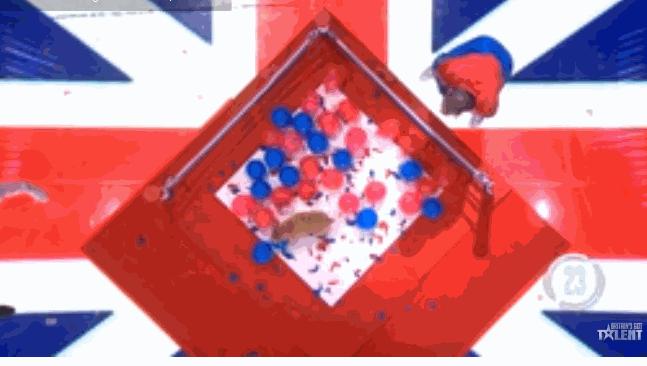 狗狗看见气球就想玩,狗狗咬爆100个气球