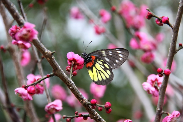 日本有樱花中国有什么花,日本有樱花还有什么花