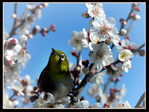 日本有樱花中国有什么花,日本有樱花还有什么花
