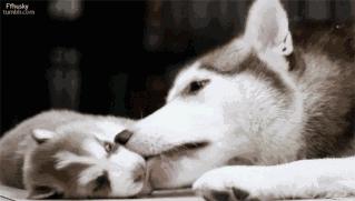 狗狗死亡率排行榜,狗狗最常见的十大疾病