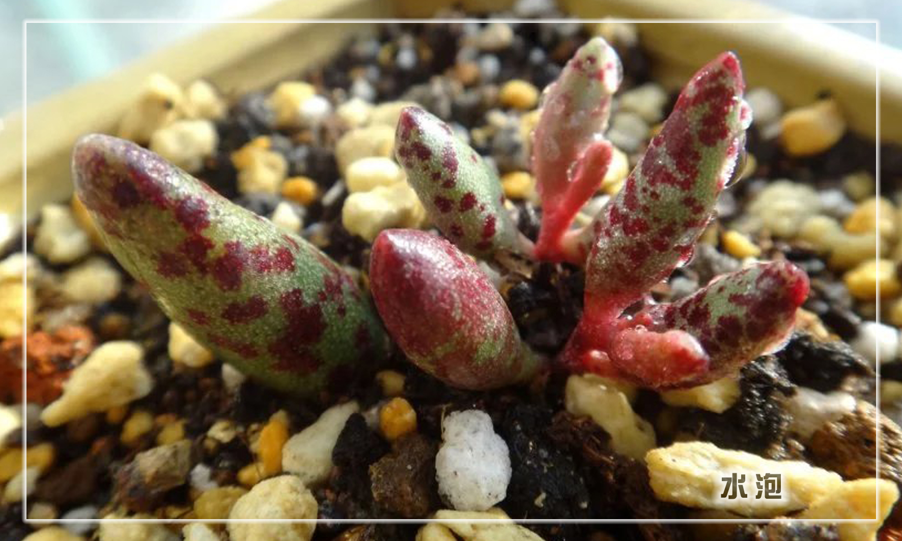 怎样养多肉植物才能长得好,如何才能养好多肉植物