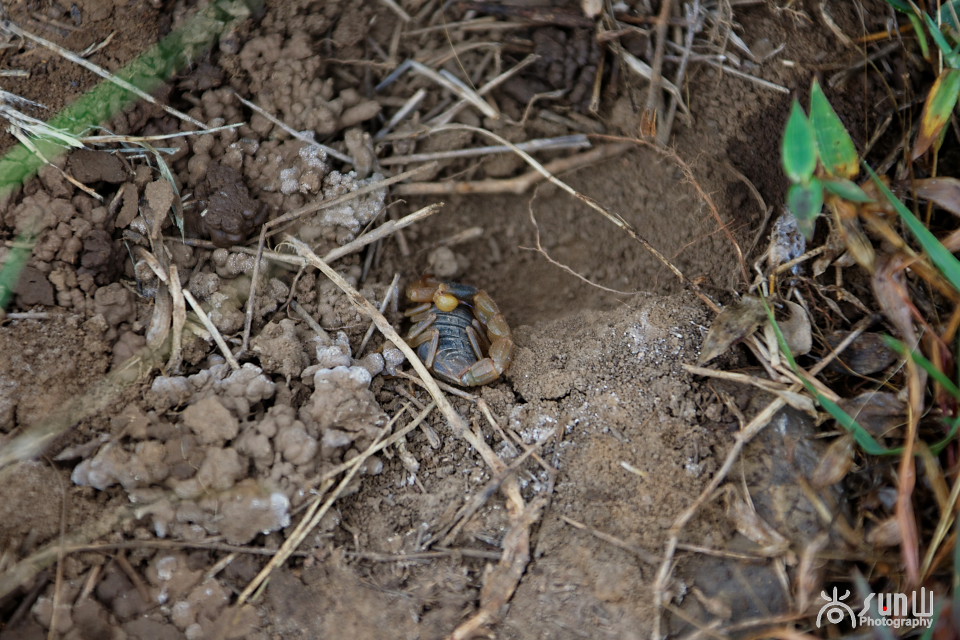 国家保护动物昆虫有哪些,十大保护动物昆虫