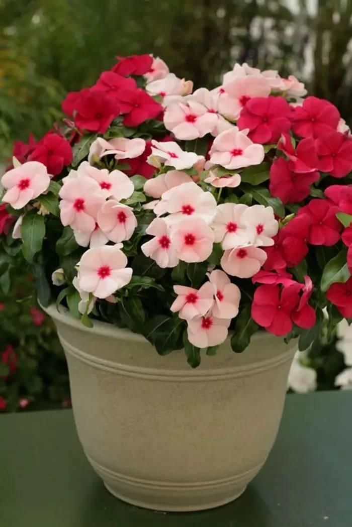 常见草本植物图片大全,十种罕见又美丽的植物图片