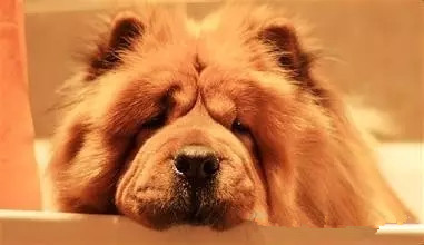 狗狗死亡率排行榜,狗狗最常见的十大疾病