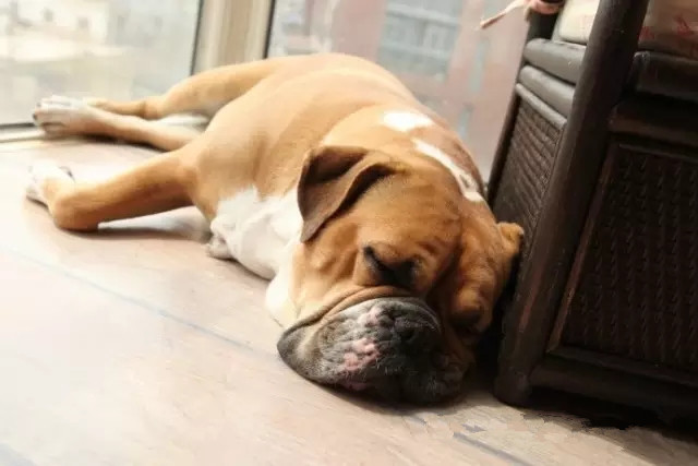 狗狗死亡率排行榜,狗狗最常见的十大疾病