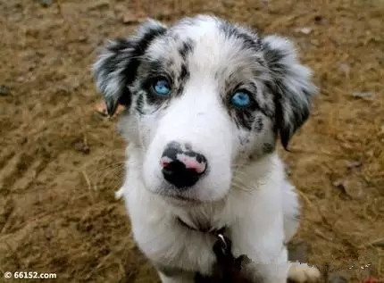 狗狗死亡率排行榜,狗狗最常见的十大疾病