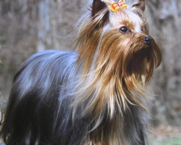 狗狗身上为什么会秃一块,狗狗身上为什么会紫一片